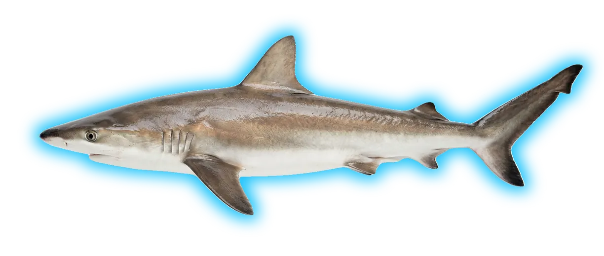 Blacknose Shark (Carcharhinus acronotus)