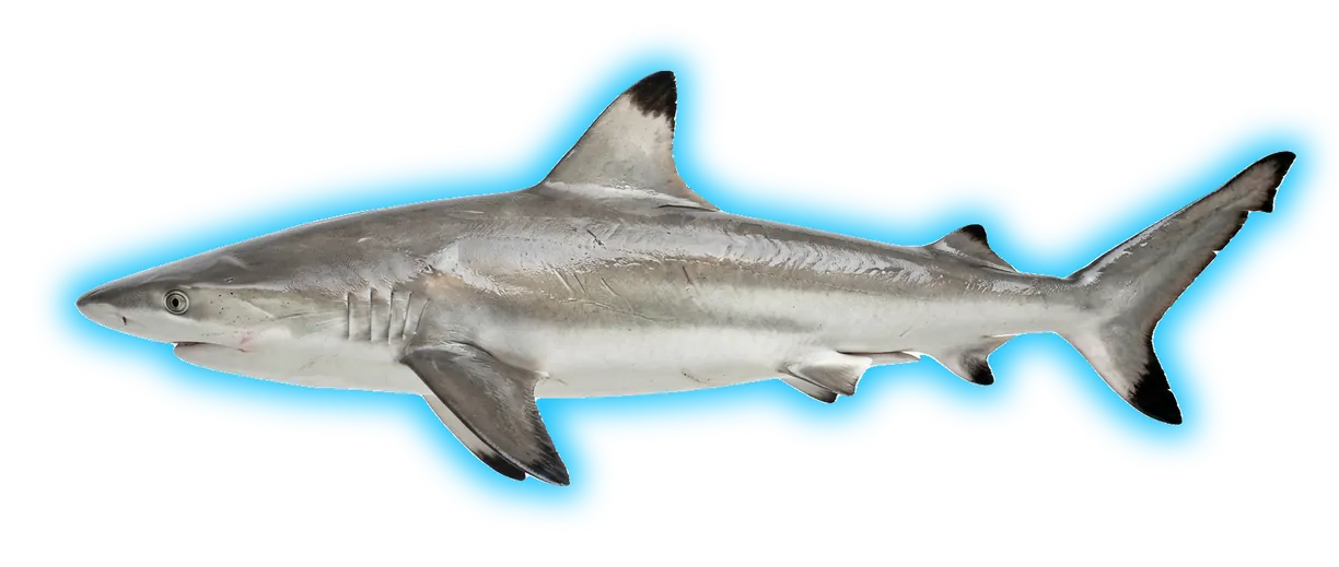 Blacktip Shark (Carcharhinus melanopterus)