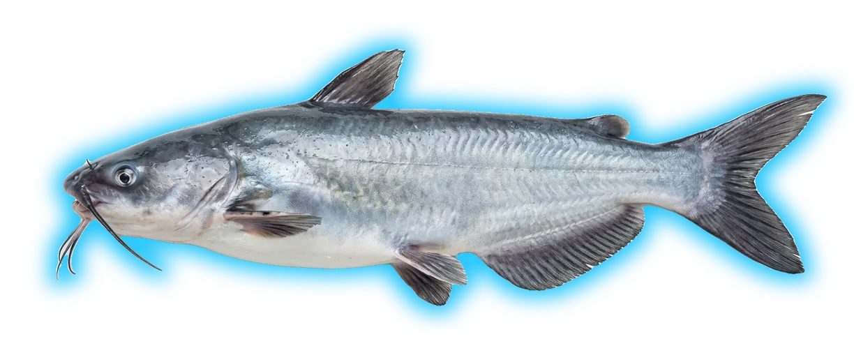 Blue Catfish (Ictalurus furcatus)