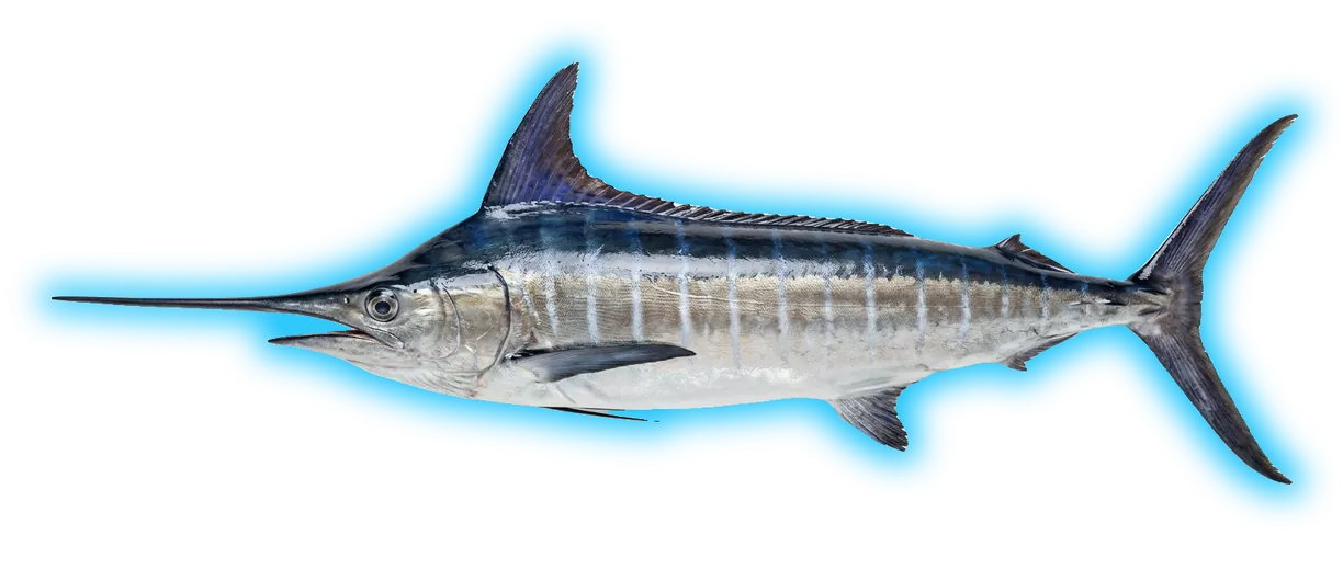 Blue Marlin (Makaira nigricans)