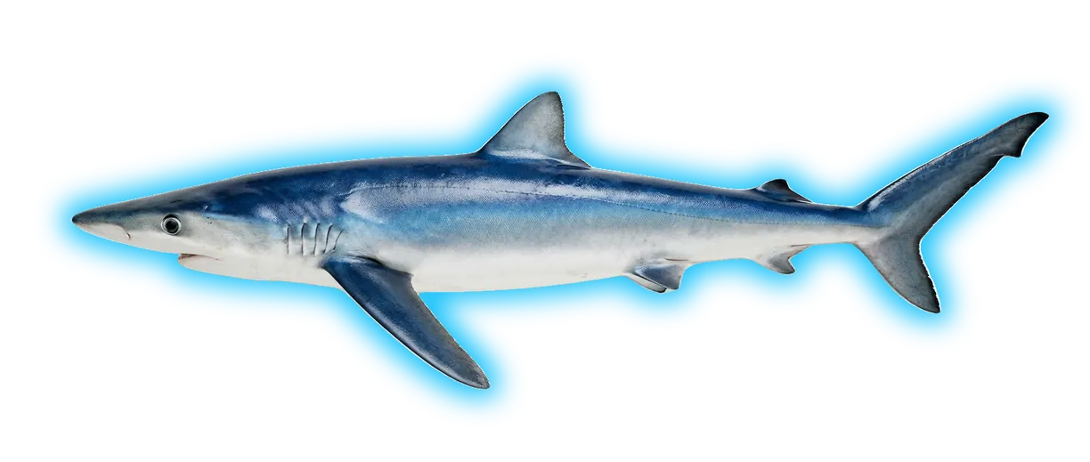 Blue Shark (Carcharias taurus)