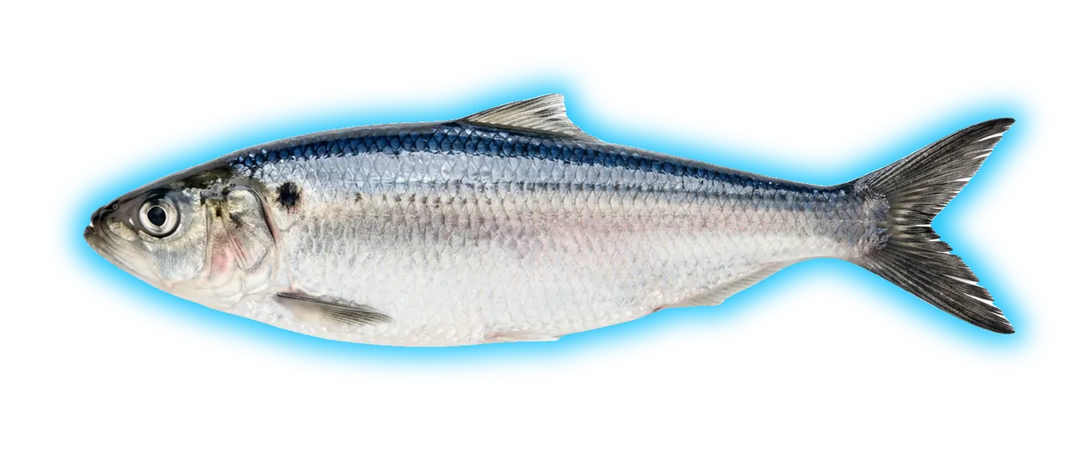 Blueback Herring (Alosa aestivalis)