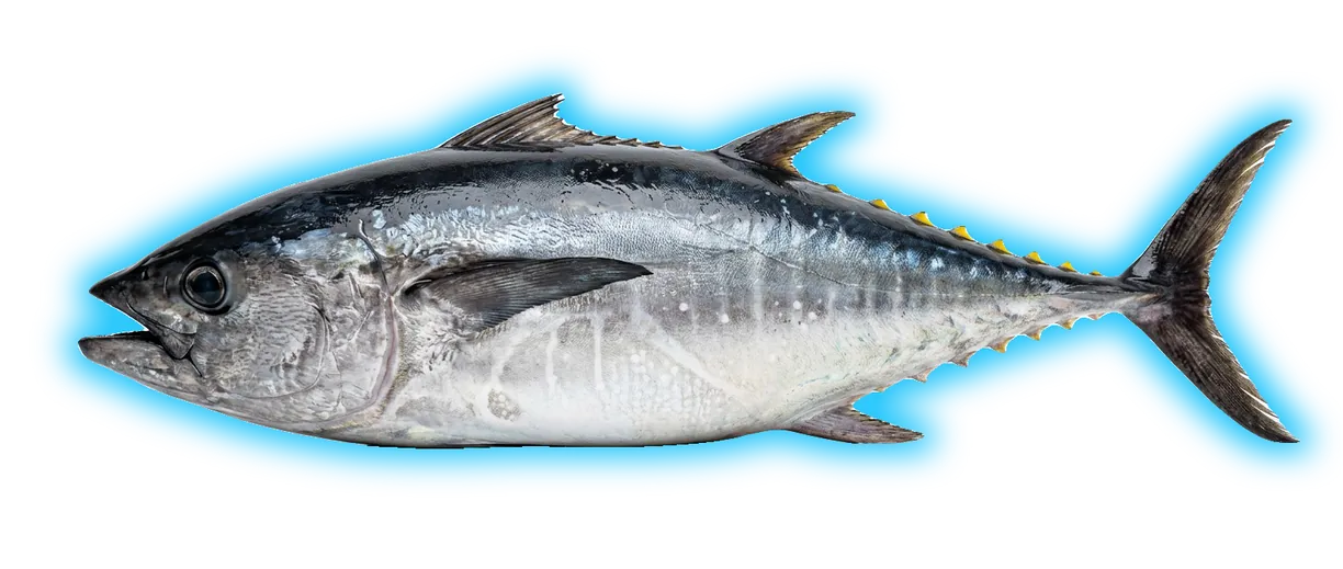Bluefin Tuna (Thunnus thynnus)