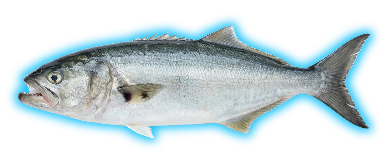 Bluefish (Pomatomus saltatrix)