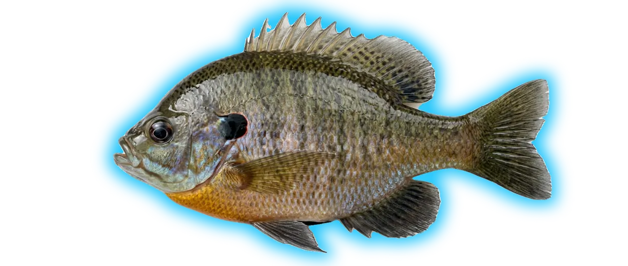 Bluegill (Lepomis macrochirus)