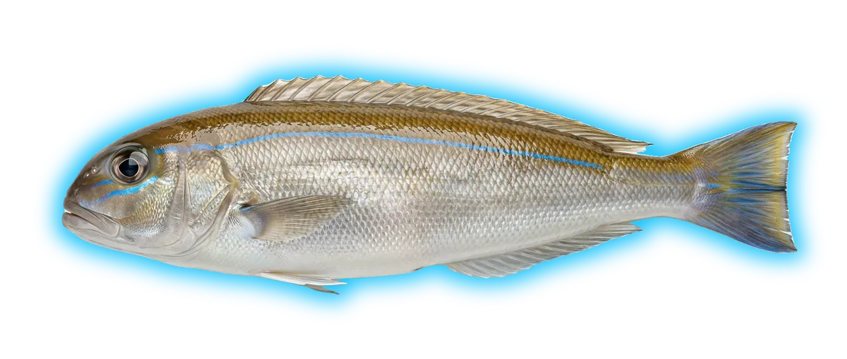 Blueline Tilefish (Caulolatilus microps)