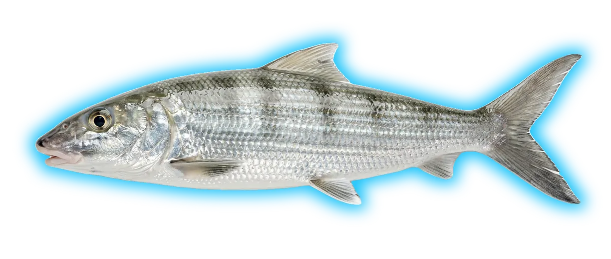 Bonefish (Albula vulpes)