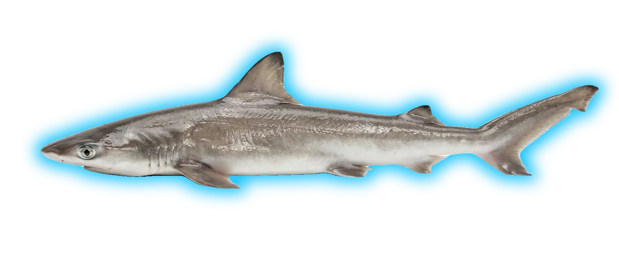 Bonnethead Shark (Sphyrna tiburo)