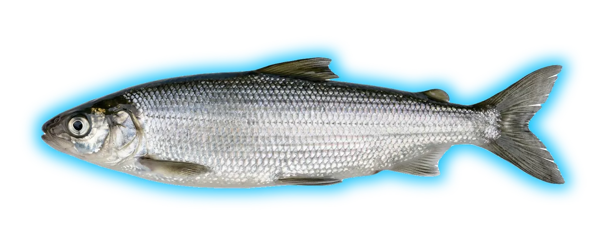 Bonneville Cisco (Prosopium gemmifer)