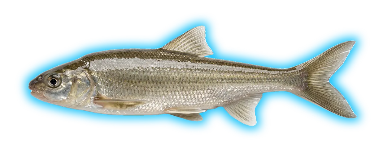 Bonytail (Gila elegans)