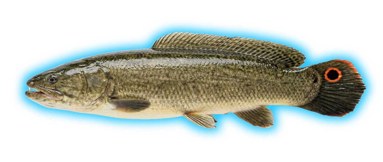 Bowfin (Amia calva)
