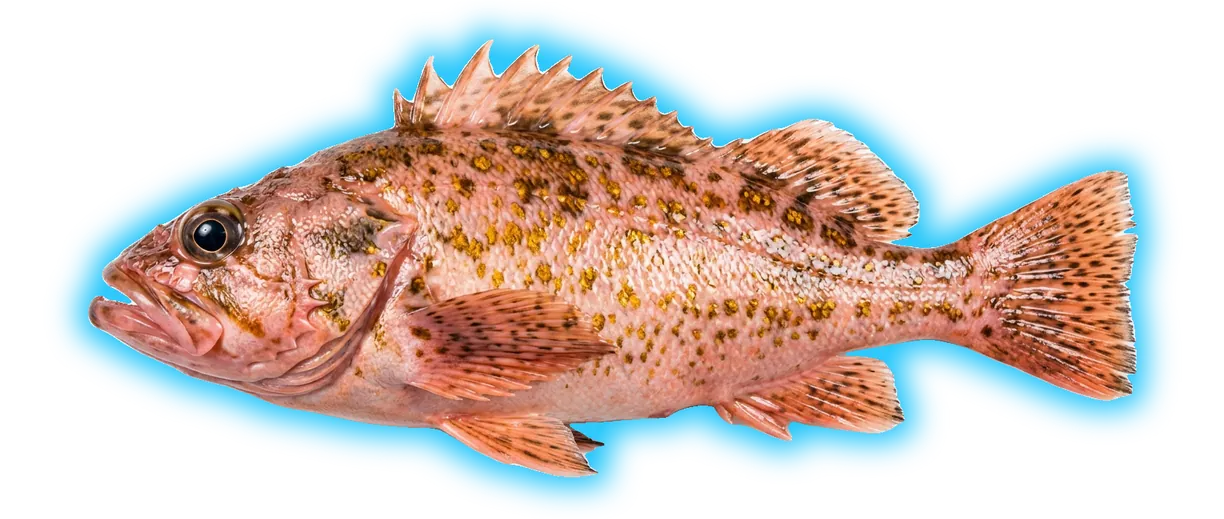 Bronzespotted Rockfish (Sebastes gilli)