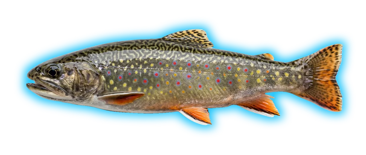Brook Trout (Salvelinus fontinalis)