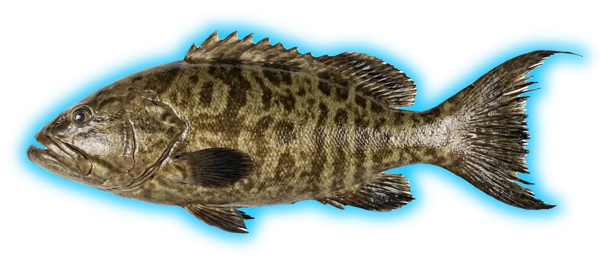 Broomtail Grouper (Mycteroperca xenarcha)