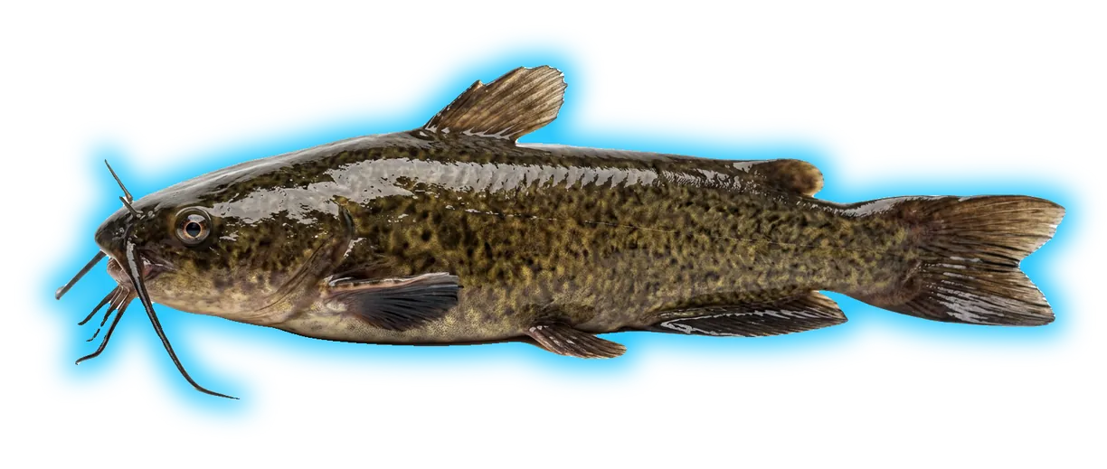 Brown Bullhead (Ameiurus nebulosus)
