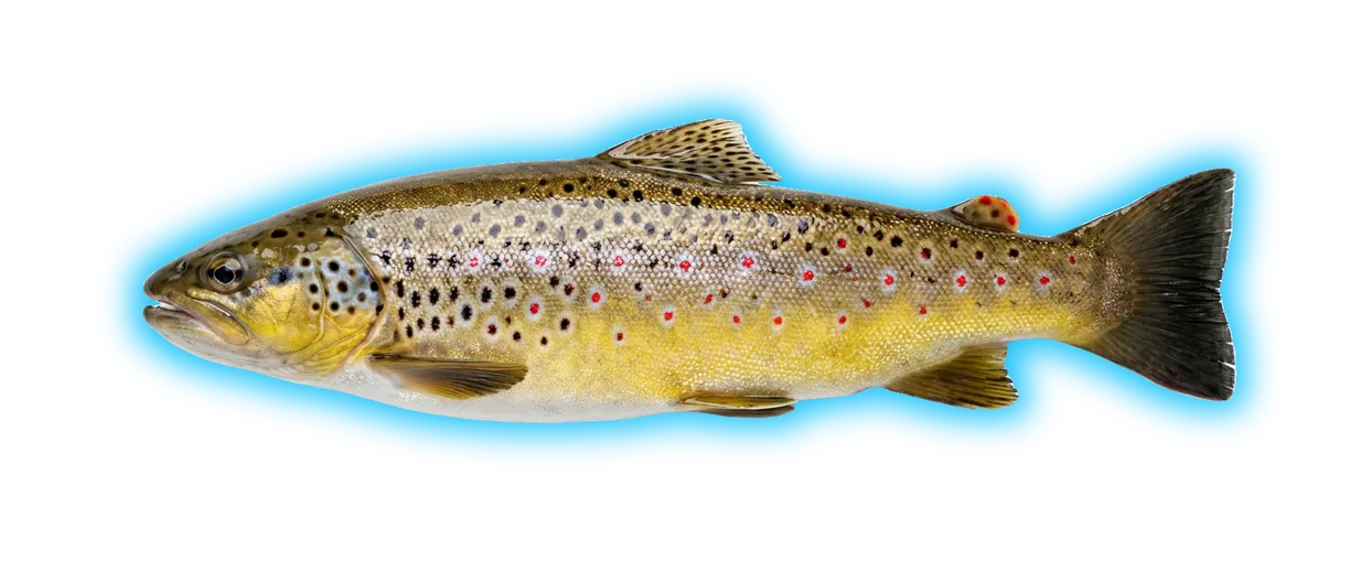 Brown Trout (Salmo trutta)