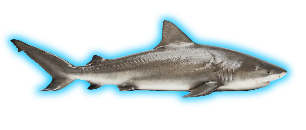 Bull Shark