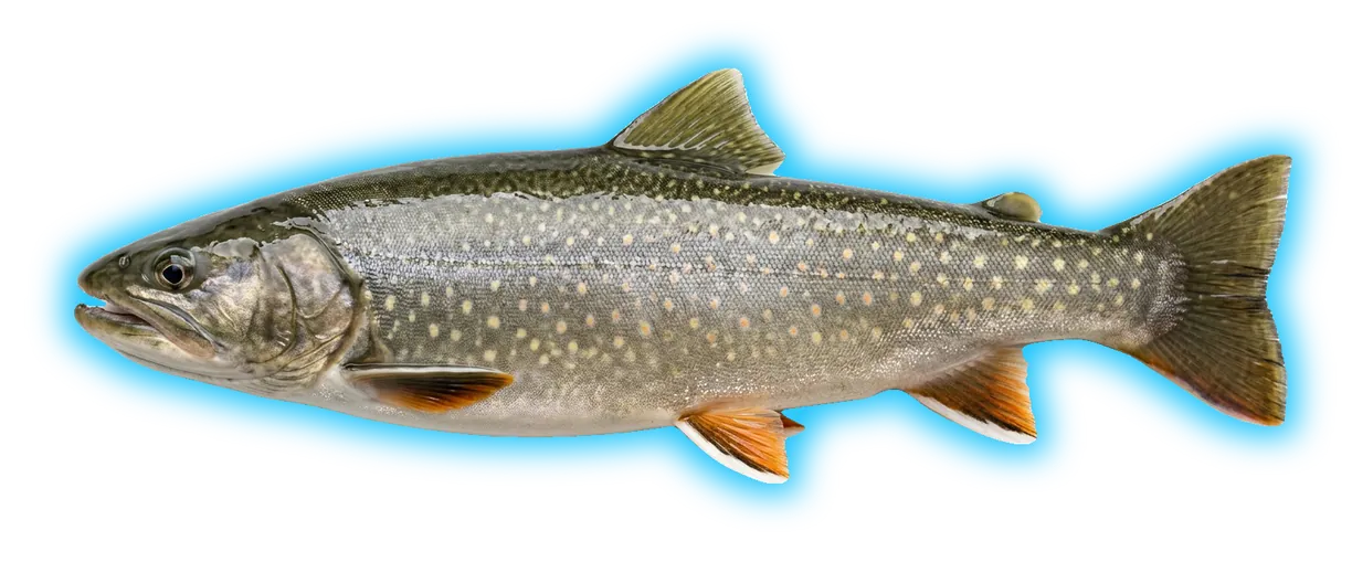 Bull Trout (Salvelinus confluentus)