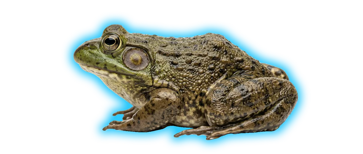 Bullfrog (Lithobates catesbeianus)