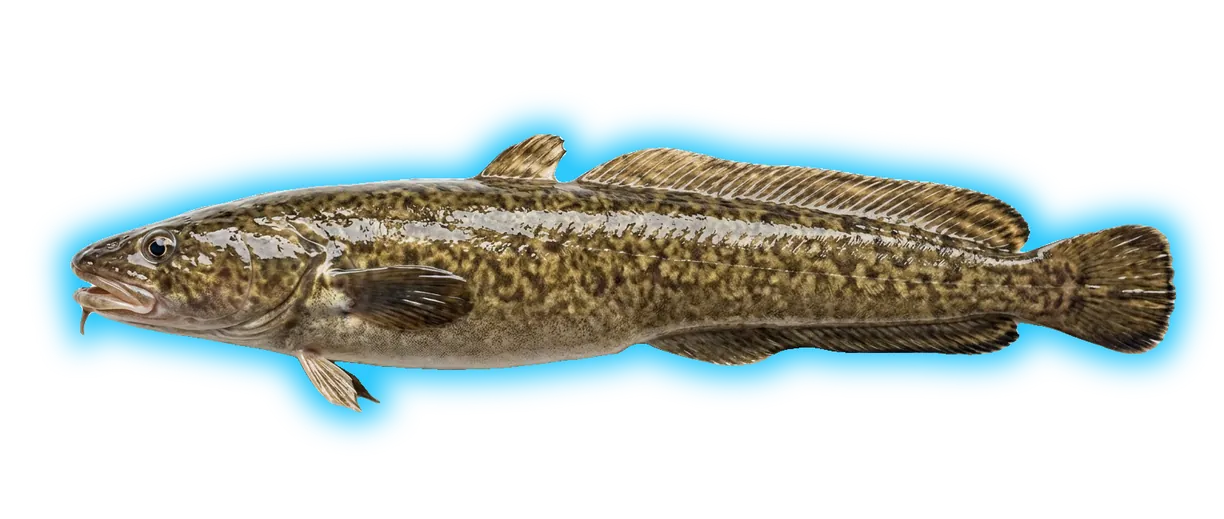 Burbot (Lota lota)