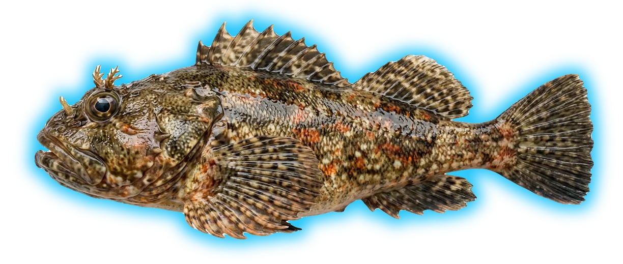Cabezon