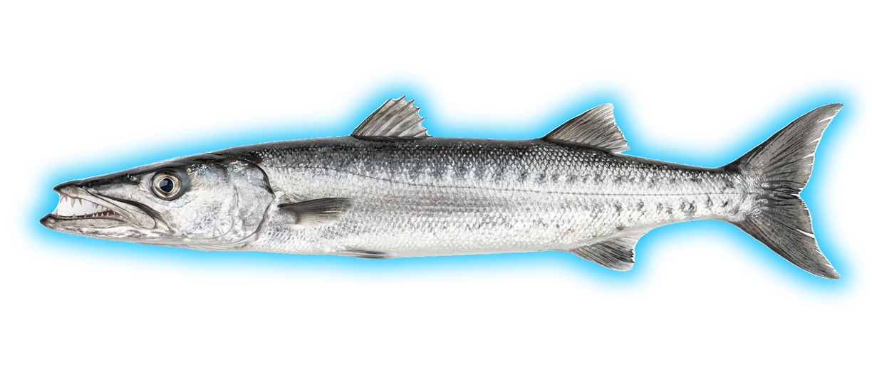 California Barracuda (Sphyraena argentea)