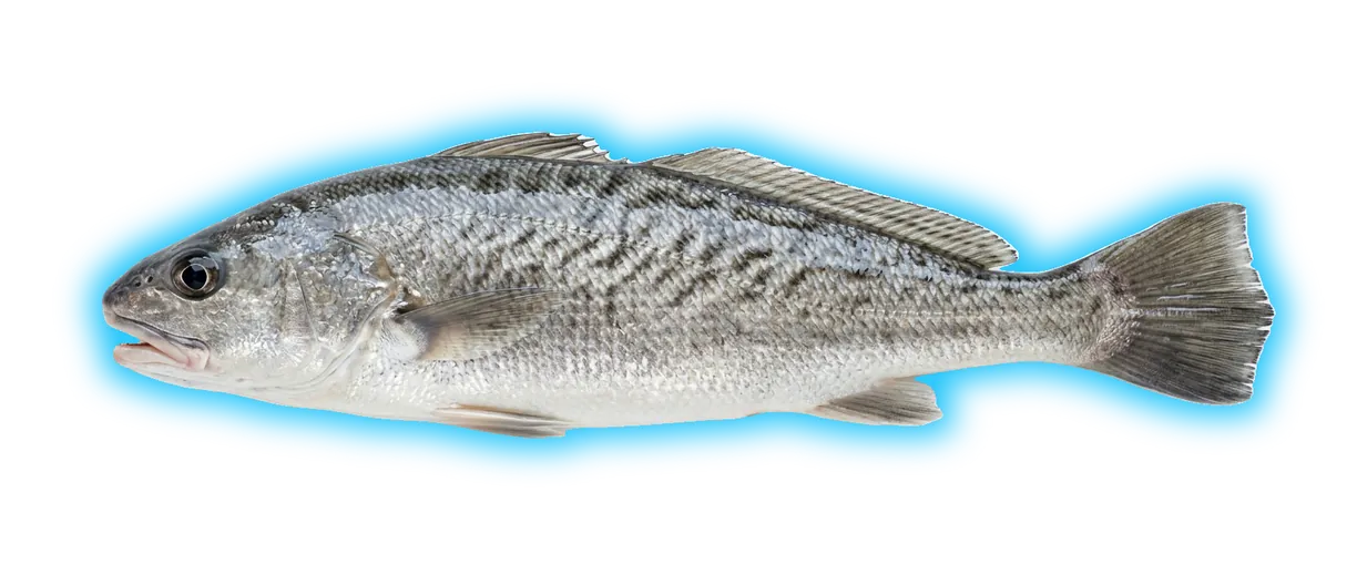 California Corbina (Menticirrhus undulatus)