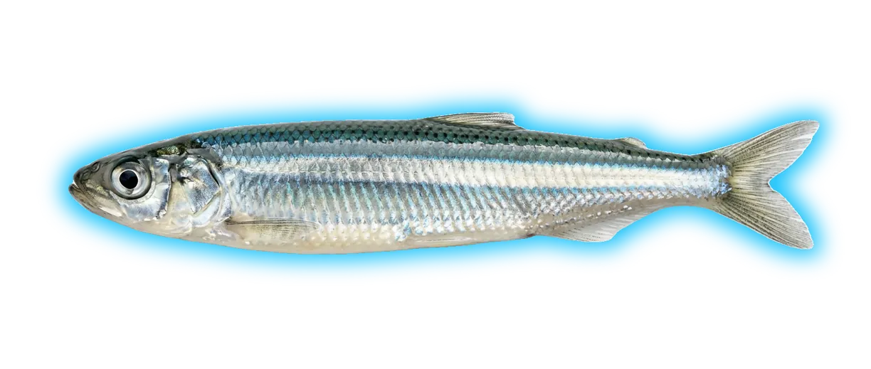 California Grunion (Leuresthes tenuis)