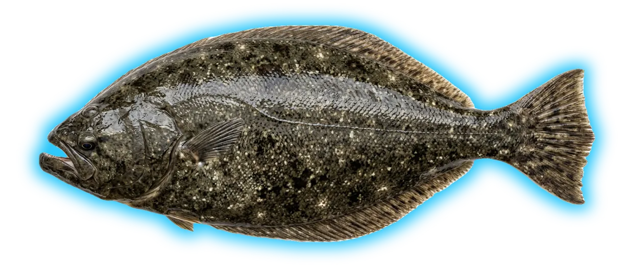 California Halibut (Paralichthys californicus)