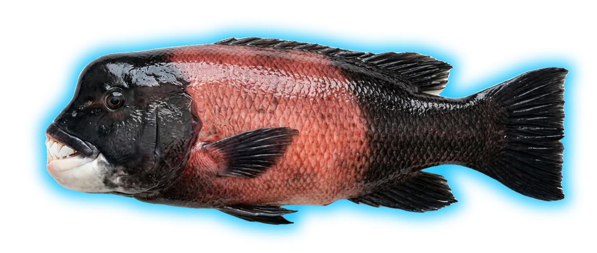 California Sheephead (Bodianus pulcher)
