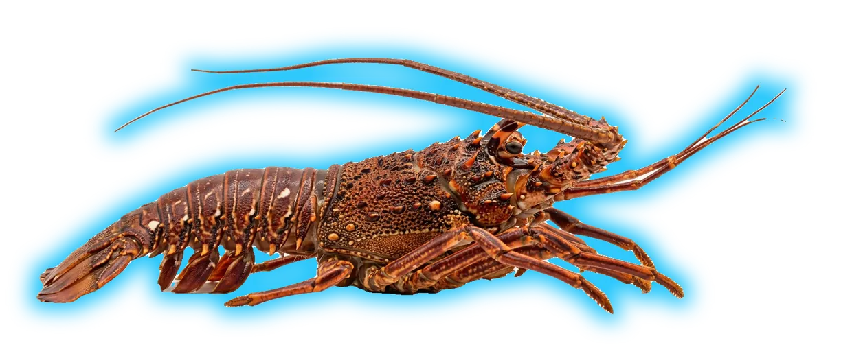 California Spiny Lobster (Panulirus interruptus)