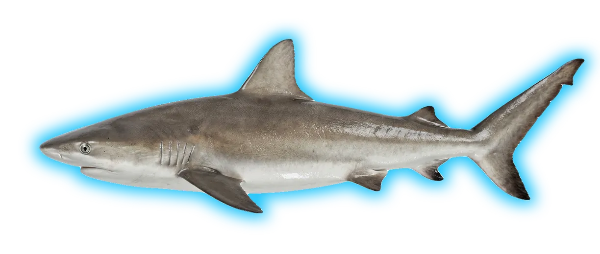 Caribbean Reef Shark (Carcharhinus perezii)