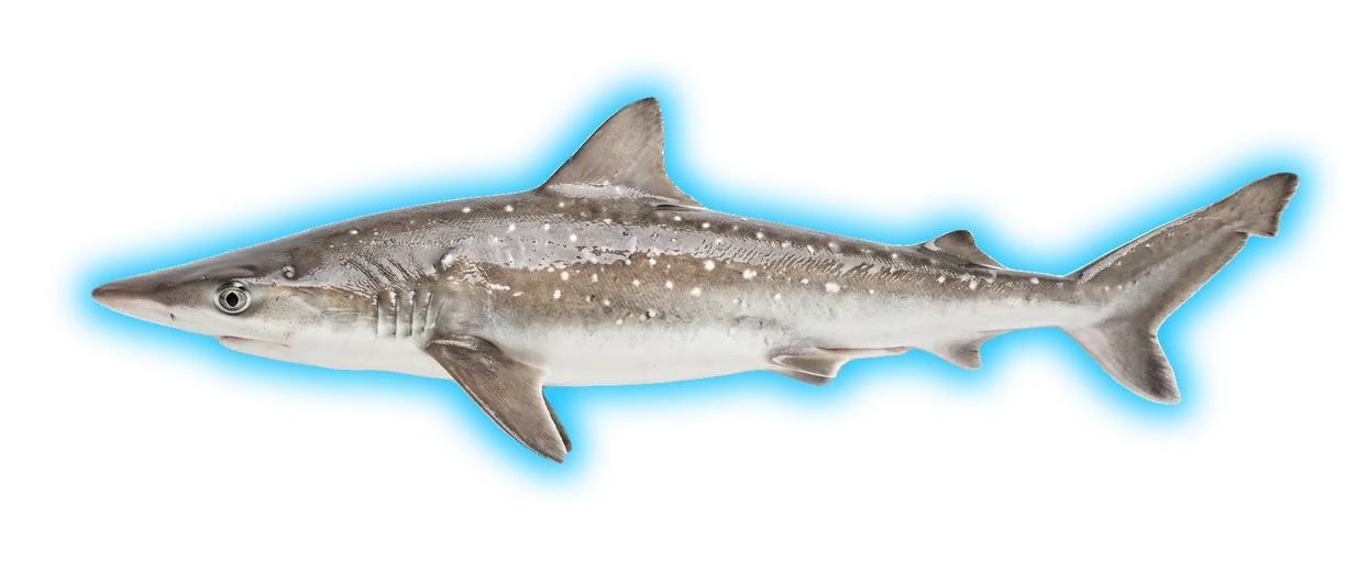 Caribbean Sharpnose Shark (Rhizoprionodon porosus)