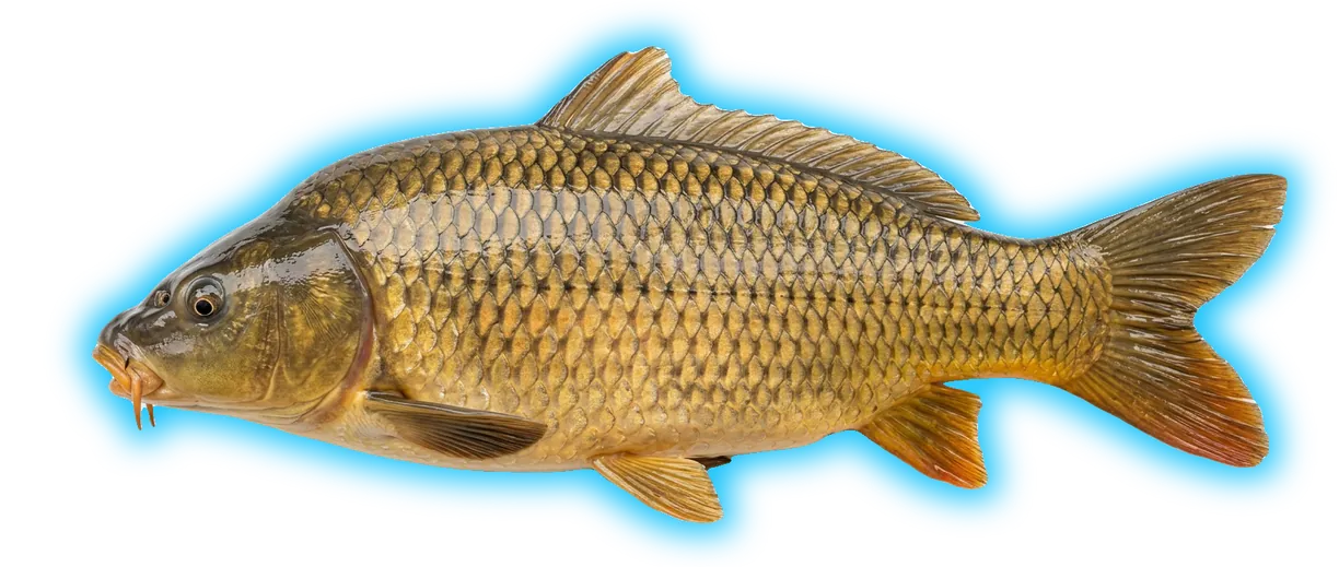 Carp (Cyprinus carpio)
