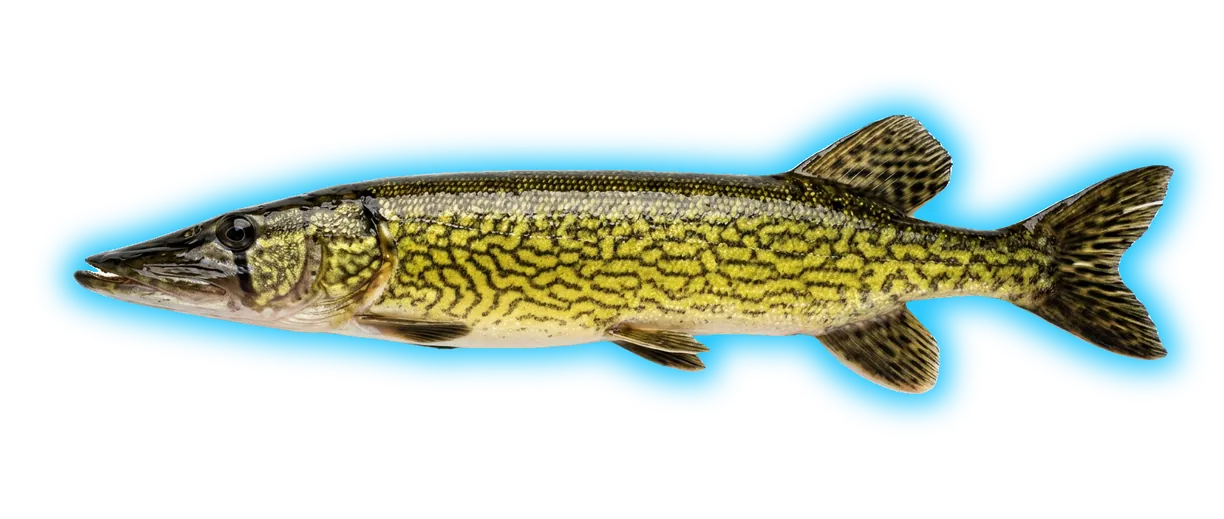 Chain Pickerel (Esox niger)