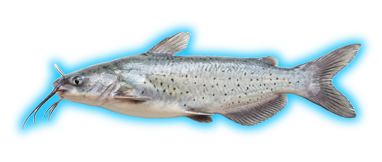 Channel Catfish (Ictalurus punctatus)