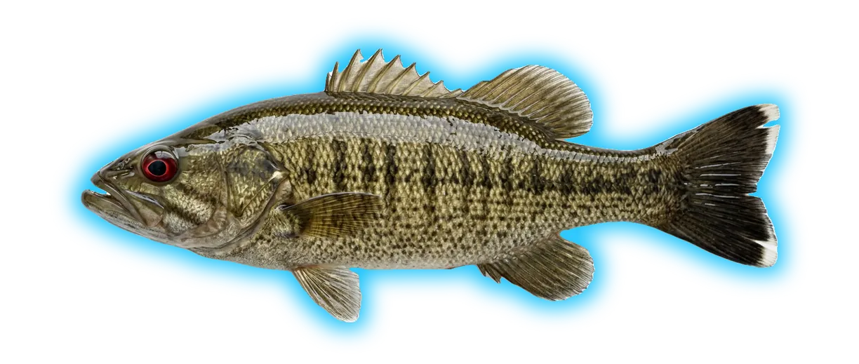Chattahoochee Bass (Micropterus chattahoochae)