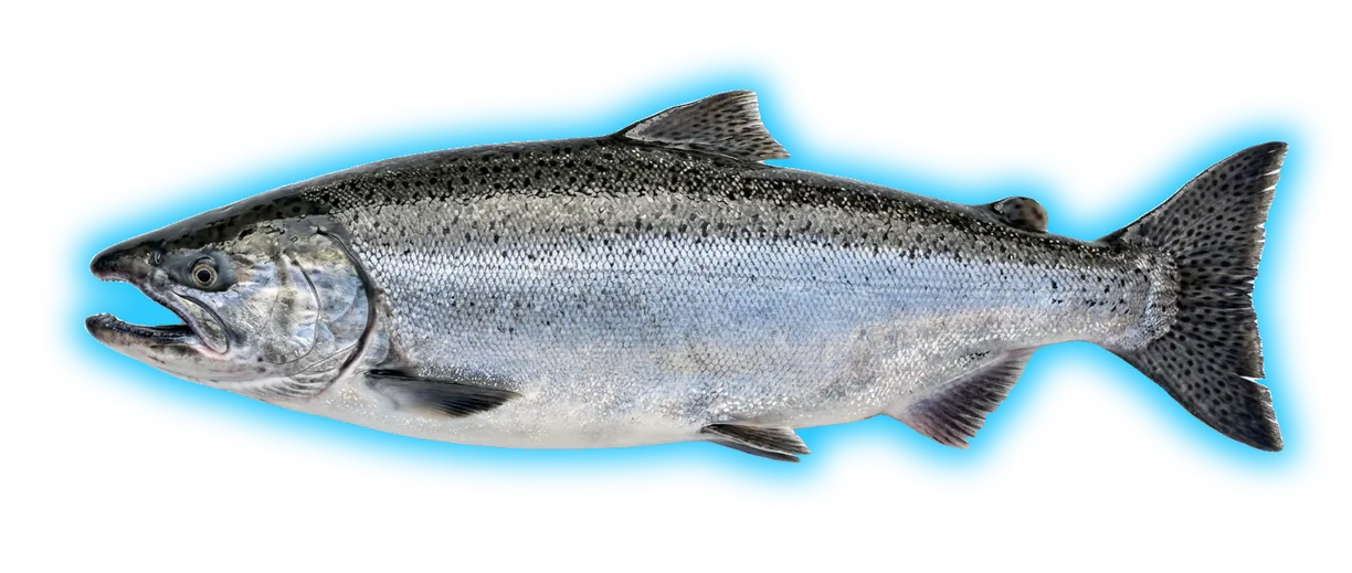 Chinook Salmon (Oncorhynchus tshawytscha)