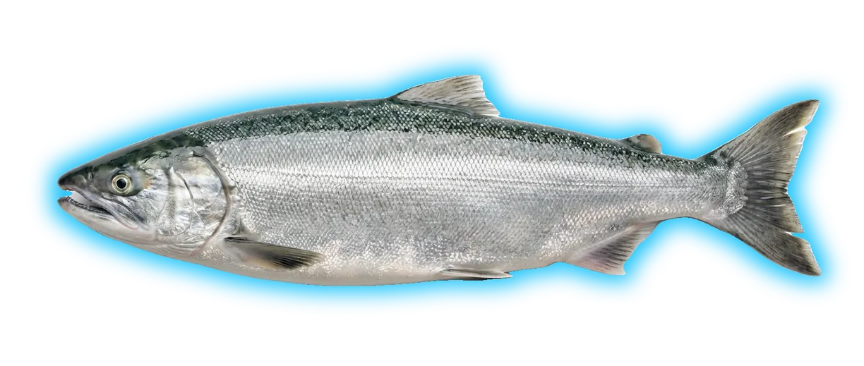 Chum Salmon (Oncorhynchus keta)