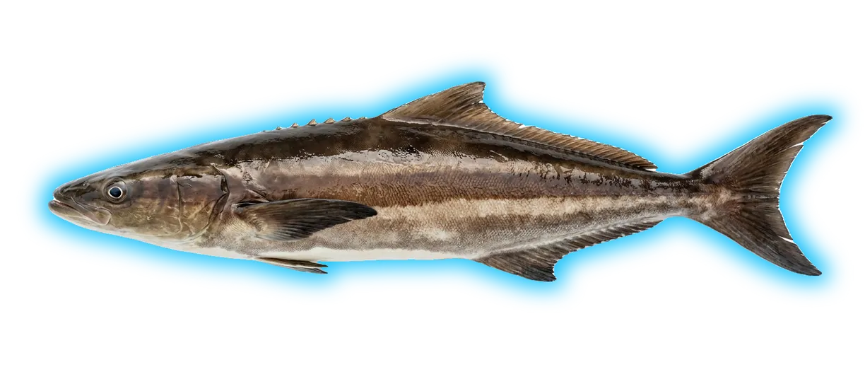 Cobia (Rachycentron canadum)