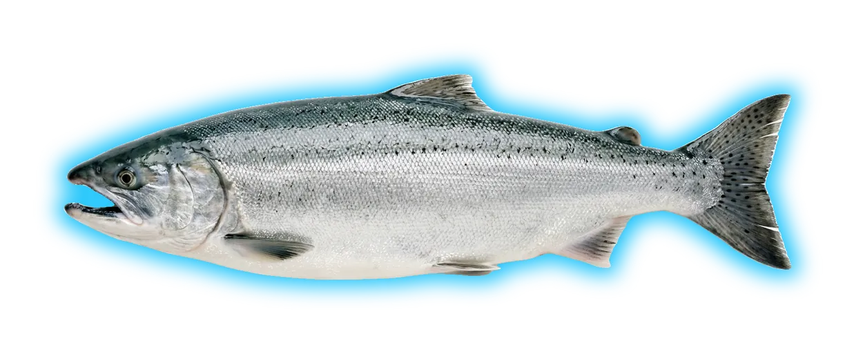 Coho Salmon (Oncorhynchus kisutch)