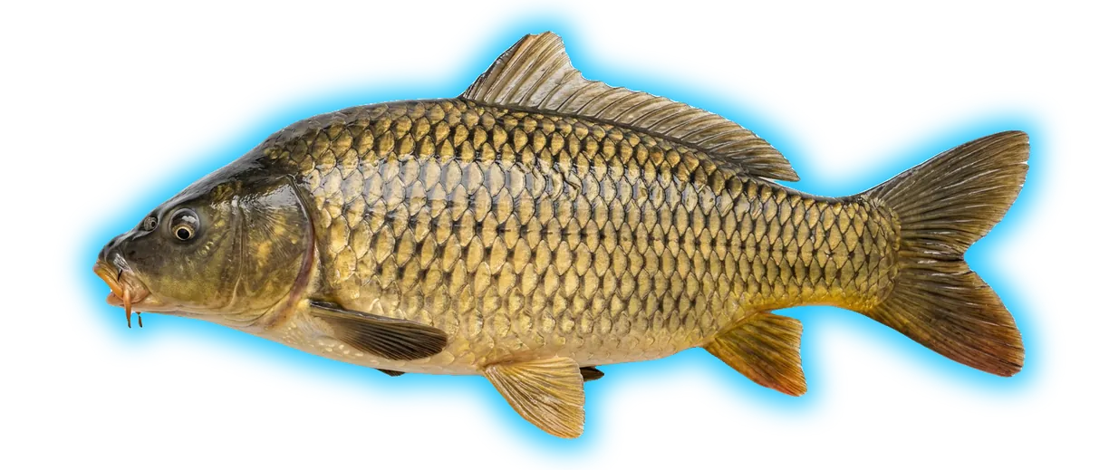 Common Carp (Cyprinus carpio)
