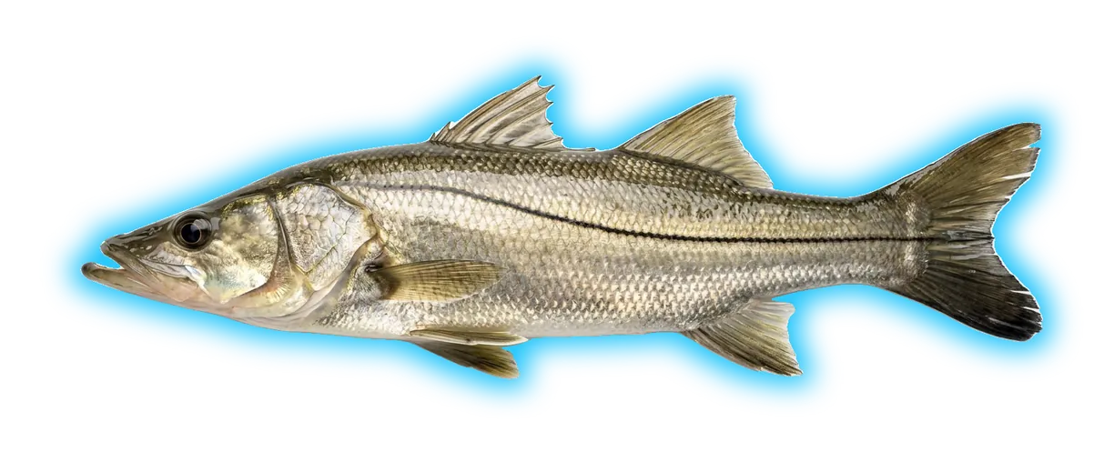 Common Snook (Centropomus undecimalis)