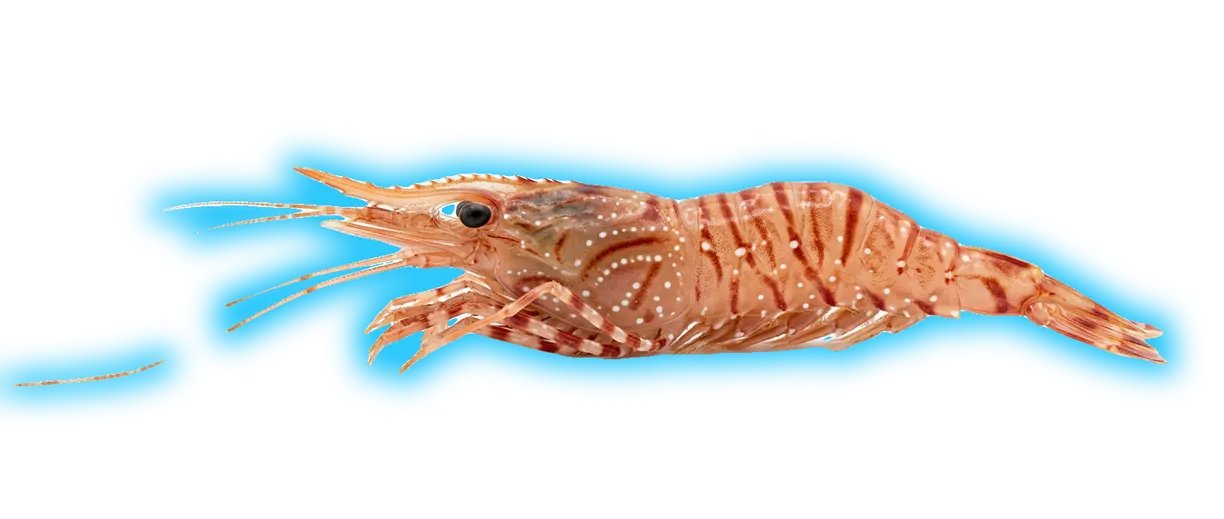 Coonstripe Shrimp (Pandalus hypsinotus)