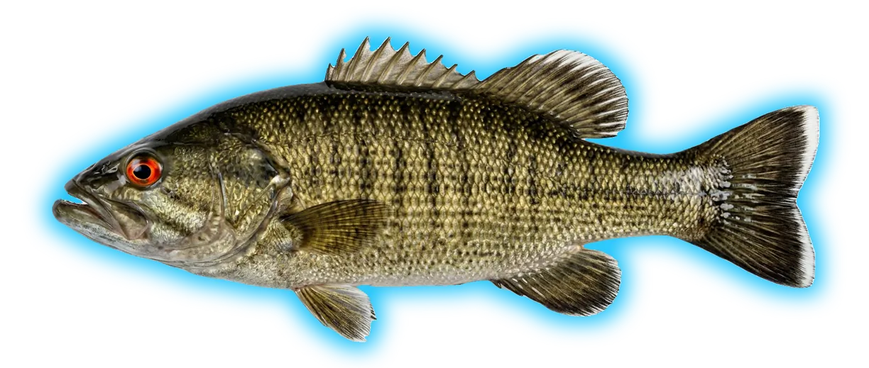 Coosa Bass (Micropterus coosae)