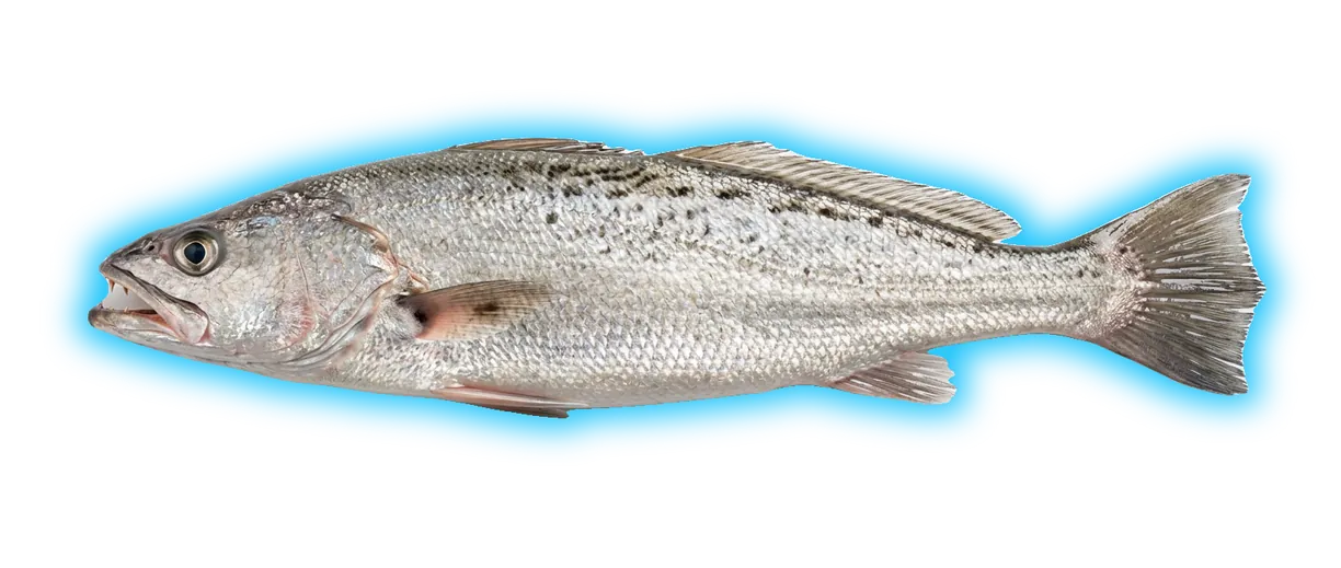 Corvina