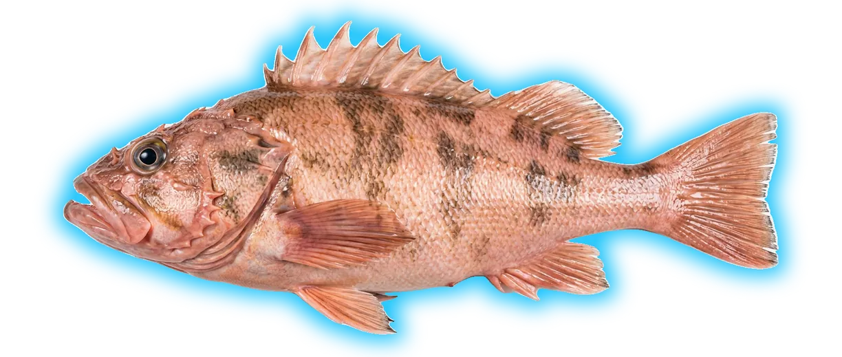 Cowcod (Sebastes levis)