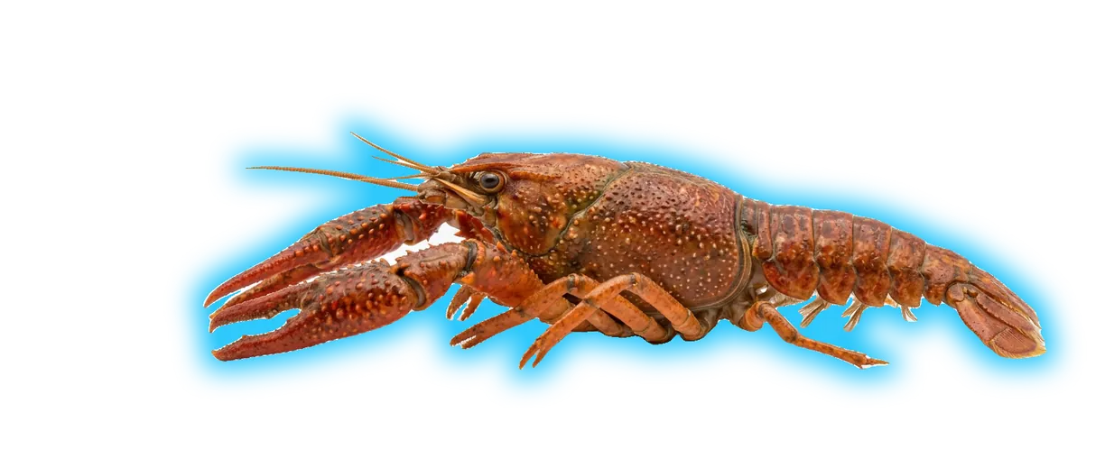 Crawfish