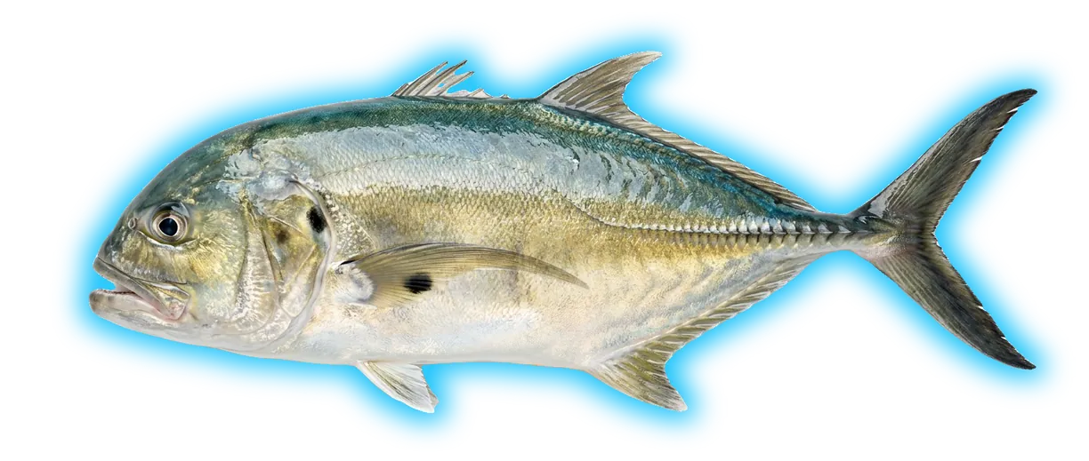 Crevalle Jack (Caranx hippos)