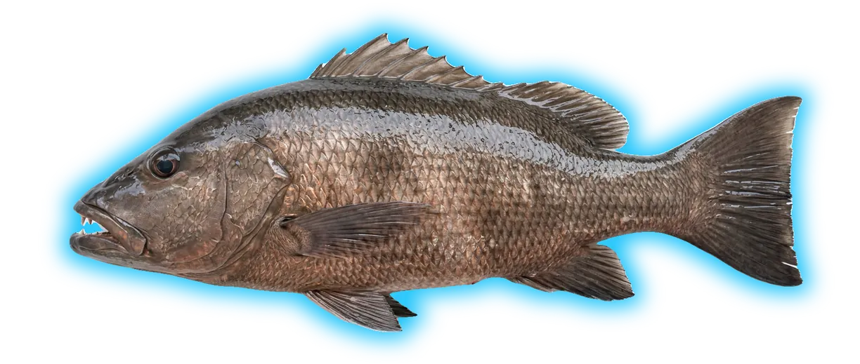 Cubera Snapper (Lutjanus cyanopterus)